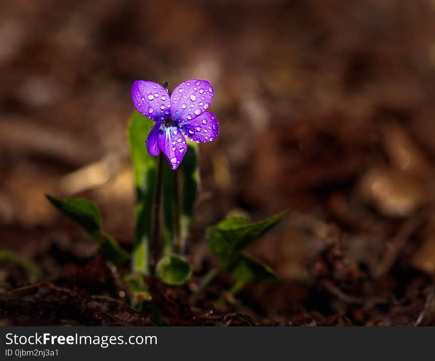 Flora, Flower, Plant, Spring