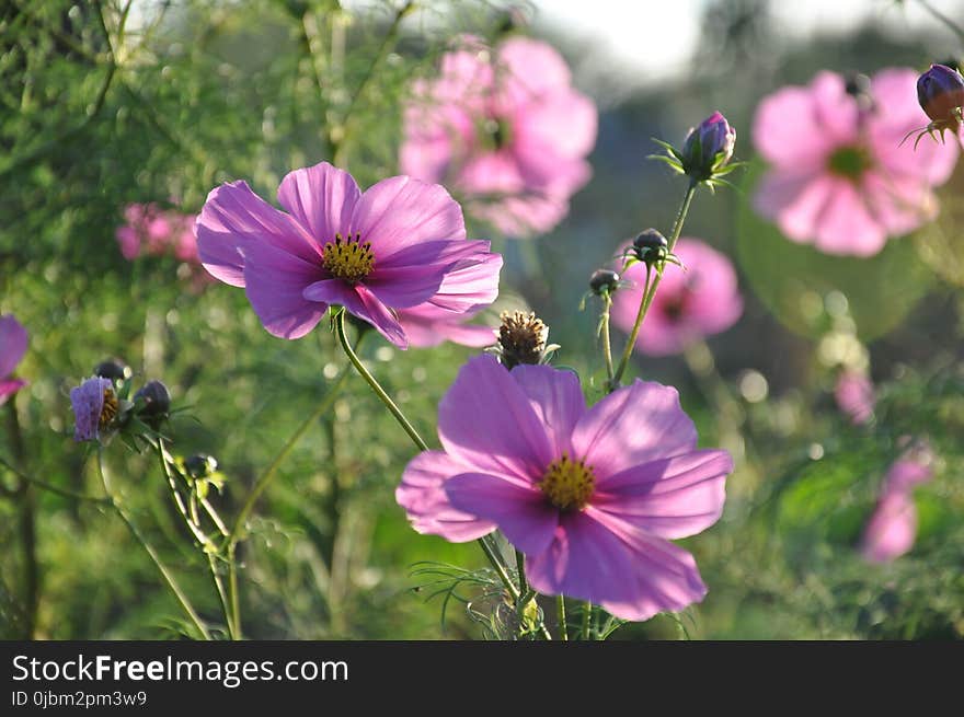 Flower, Garden Cosmos, Plant, Flowering Plant