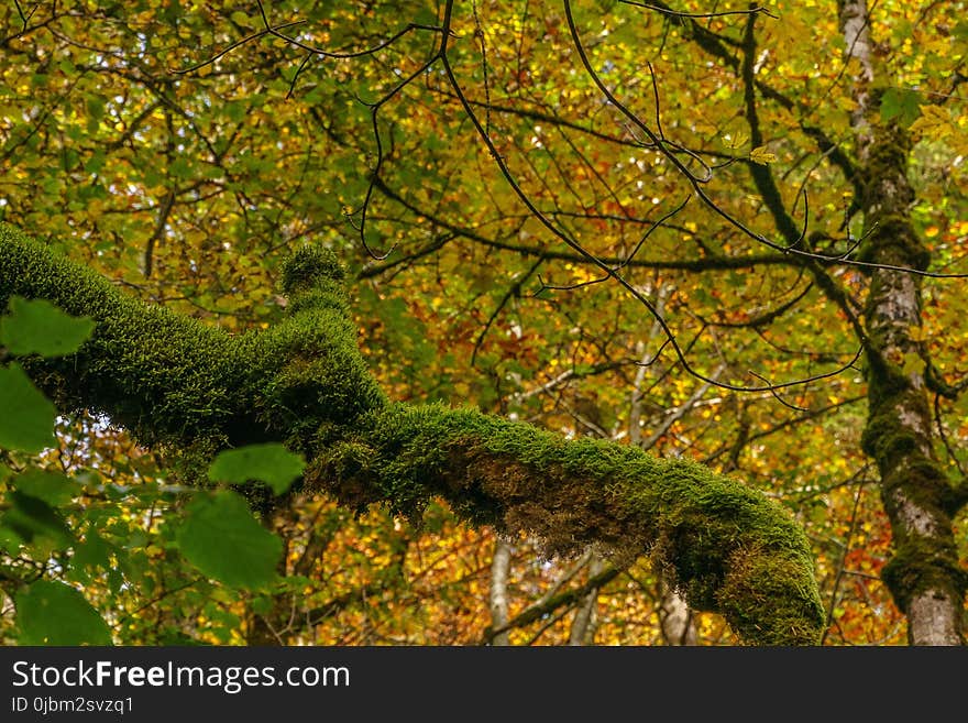 Nature, Vegetation, Temperate Broadleaf And Mixed Forest, Ecosystem