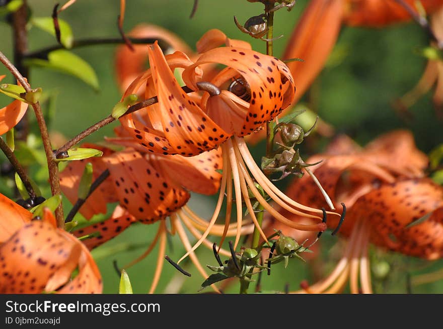 Insect, Butterfly, Invertebrate, Flora