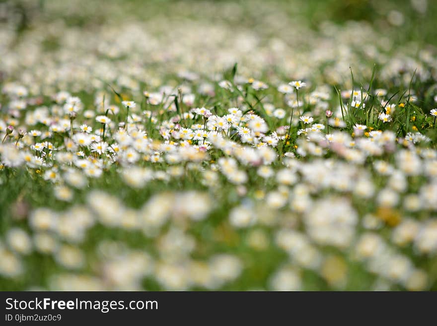 Flower, Flora, Plant, Spring