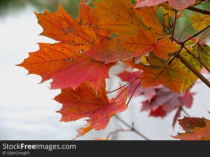 Maple Leaf, Leaf, Autumn, Maple Tree