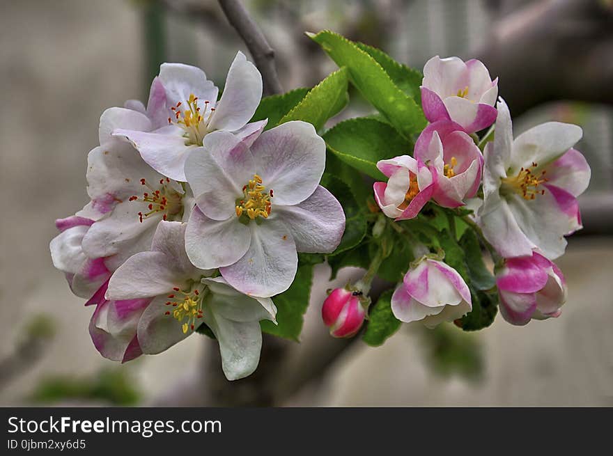 Flower, Pink, Blossom, Flora