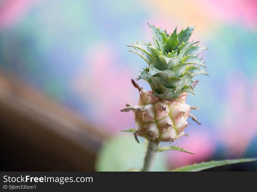 Flora, Plant, Close Up, Macro Photography