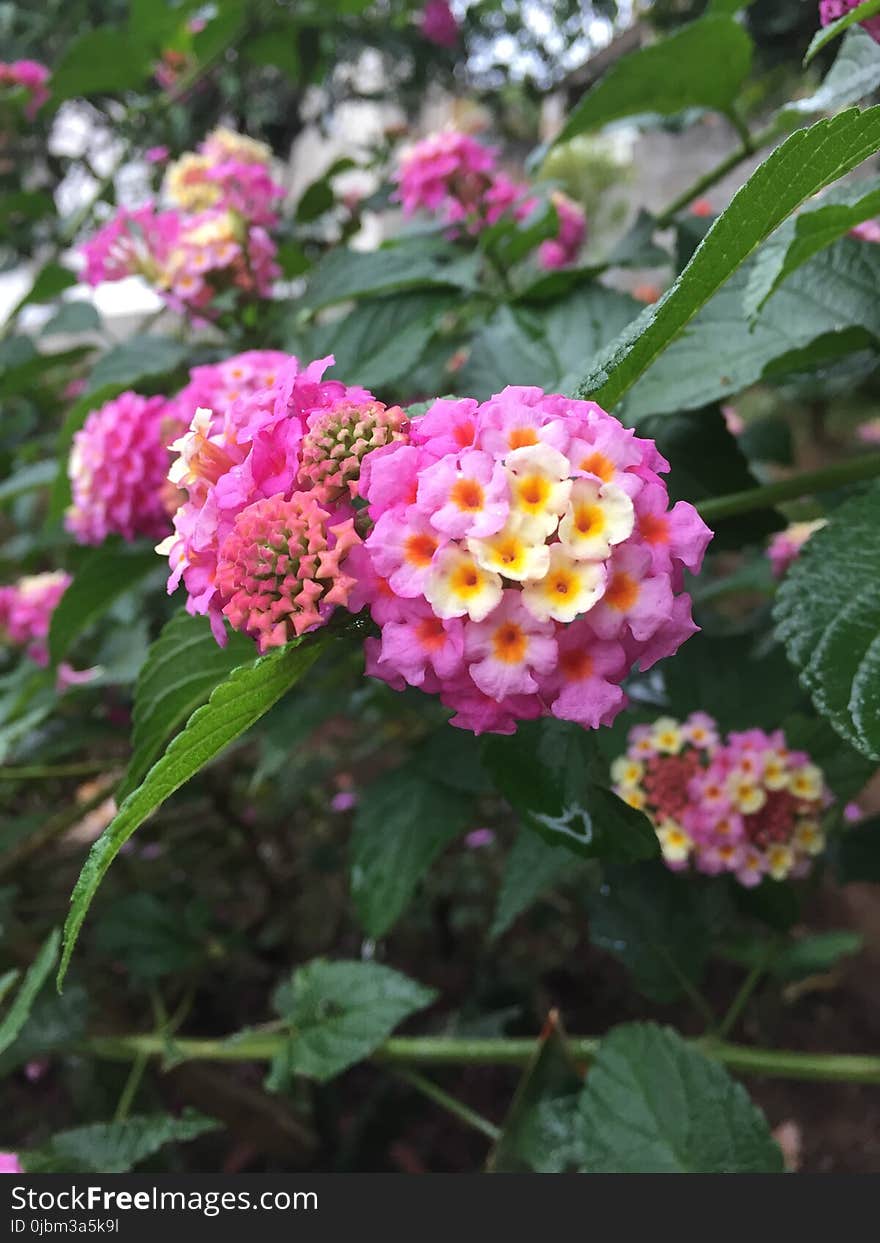 Flower, Plant, Lantana Camara, Flowering Plant