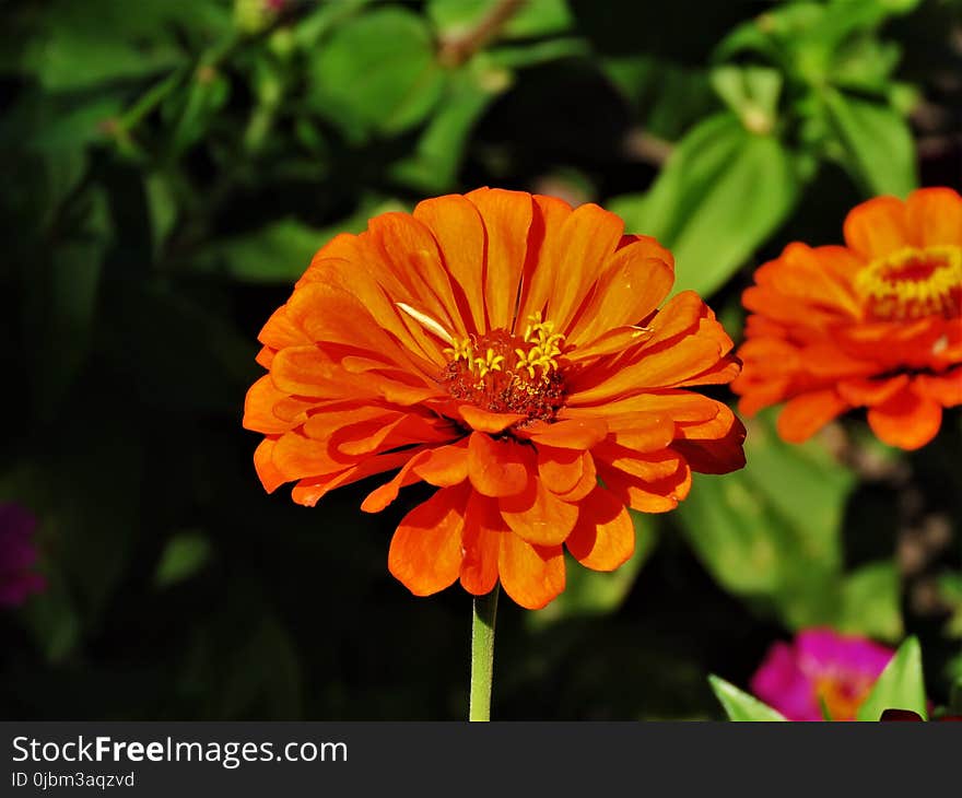 Flower, Yellow, Flora, Orange