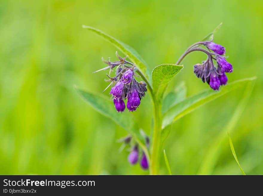 Flower, Flora, Plant, Purple