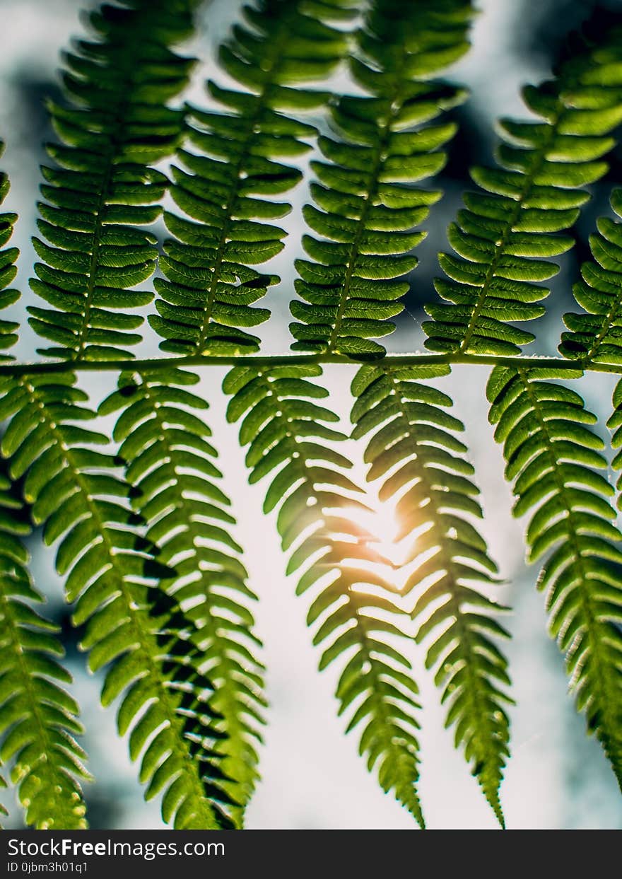 Vegetation, Plant, Leaf, Ferns And Horsetails