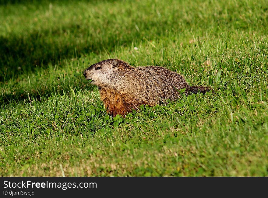 Fauna, Mammal, Ecosystem, Marmot