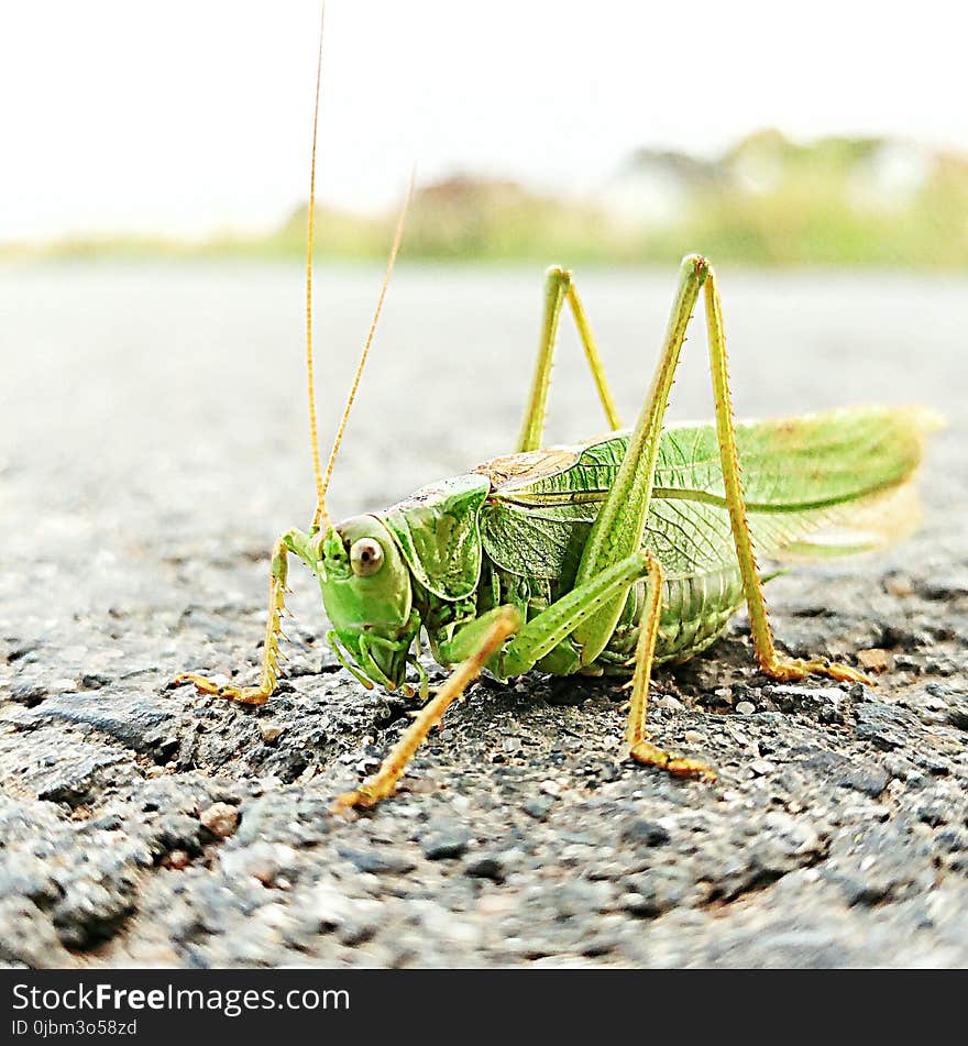 Insect, Grasshopper, Locust, Invertebrate