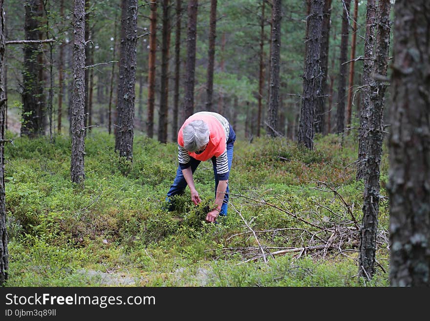 Tree, Forest, Woodland, Path