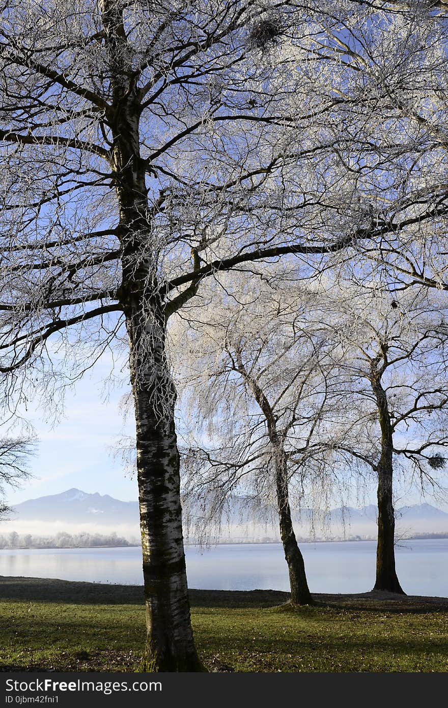 Tree, Branch, Sky, Woody Plant