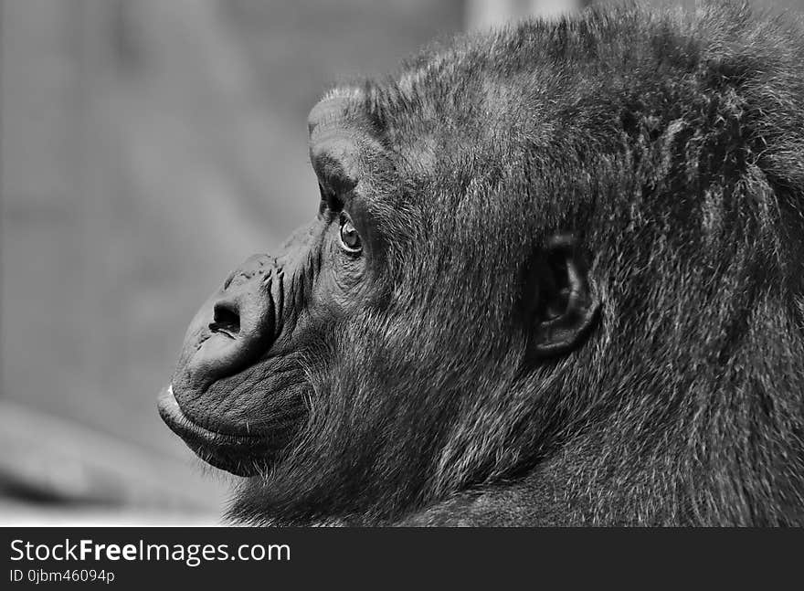 Black, Wildlife, Great Ape, Black And White