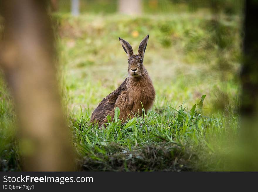 Wildlife, Fauna, Mammal, Hare