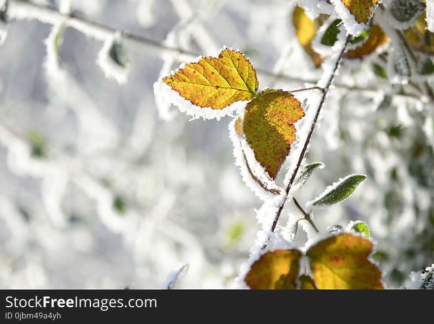 Leaf, Branch, Winter, Frost