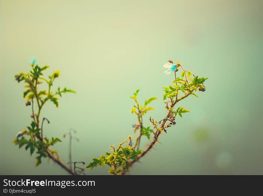 Leaf, Branch, Flora, Twig