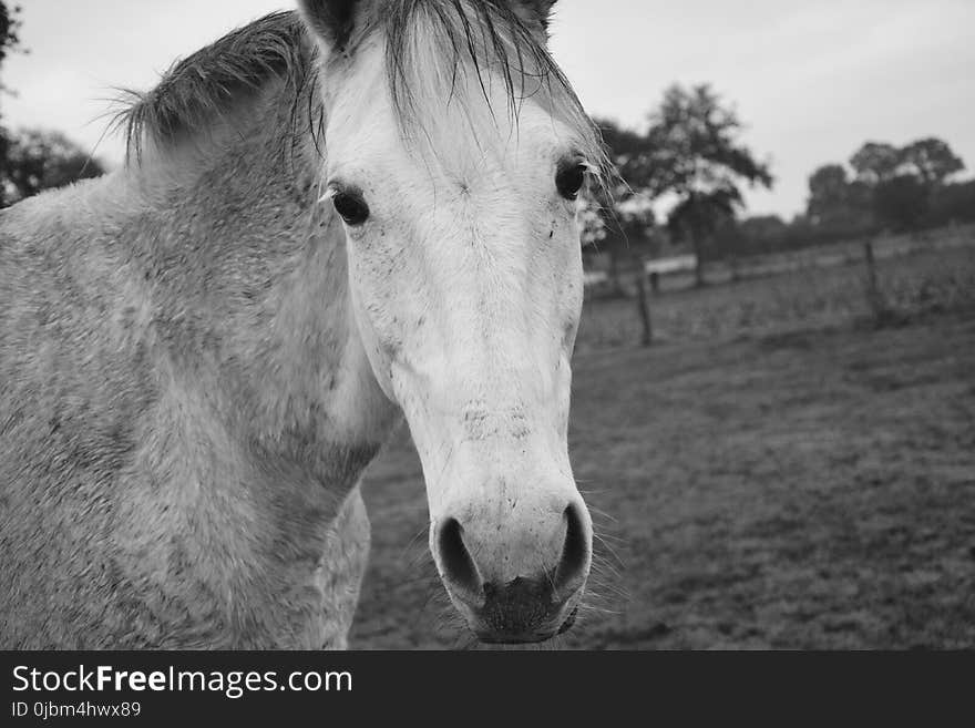 Horse, White, Black And White, Mane