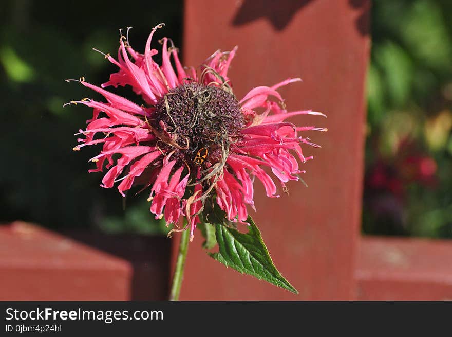Flower, Flora, Plant, Nectar