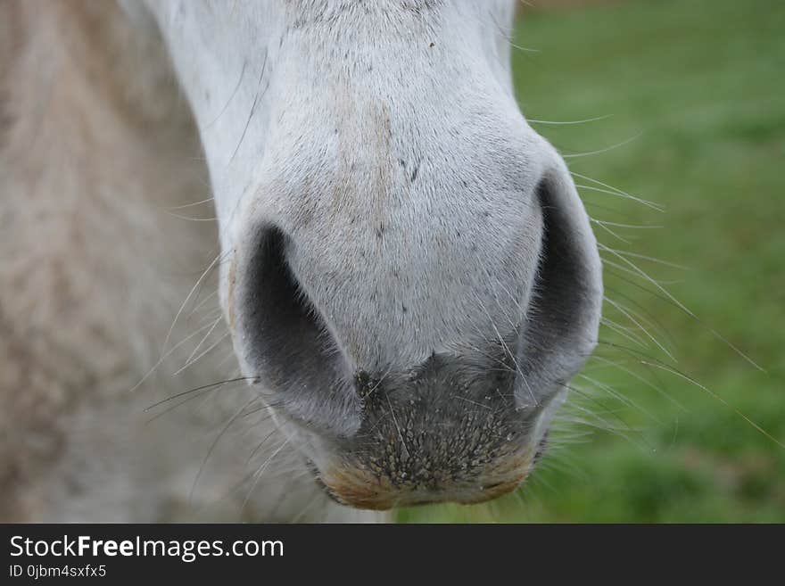 Nose, Fauna, Wildlife, Snout