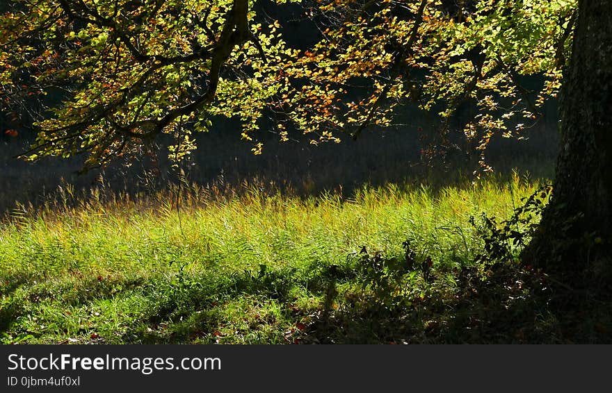 Ecosystem, Vegetation, Woodland, Nature Reserve