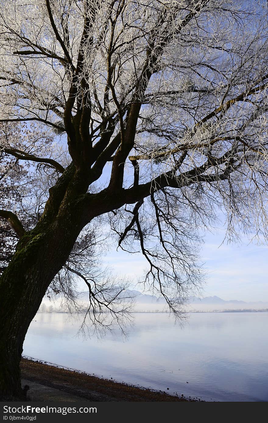 Tree, Branch, Water, Nature