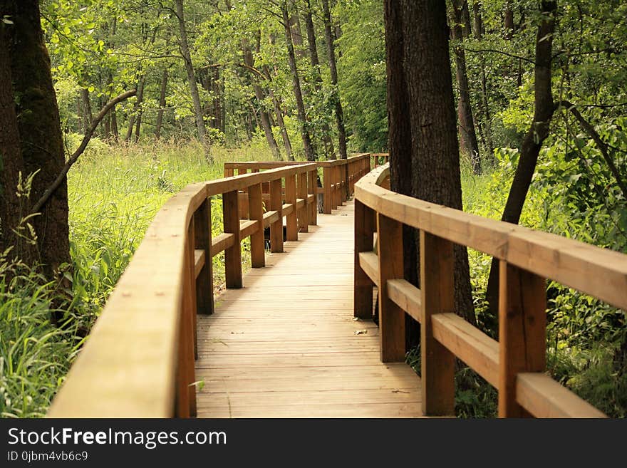 Path, Nature Reserve, Ecosystem, Tree