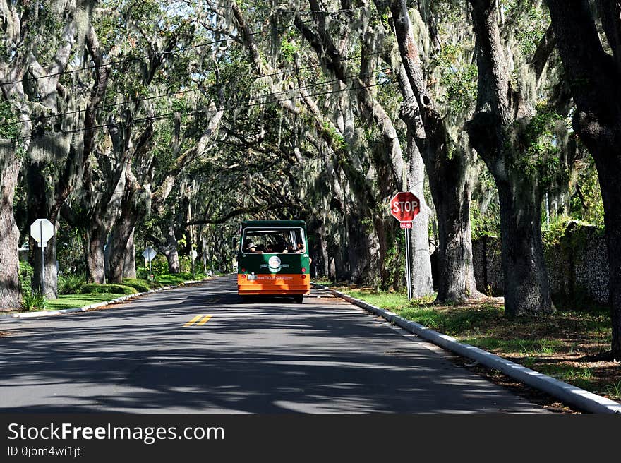 Car, Road, Plant, Tree