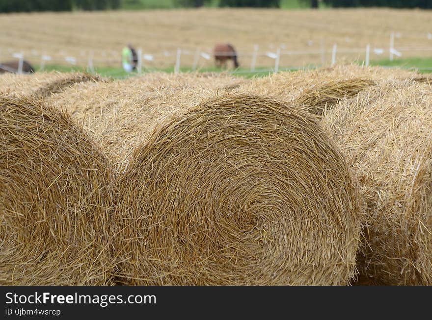 Hay, Straw, Field, Agriculture