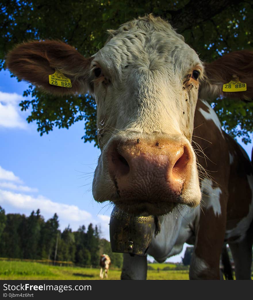 Cattle Like Mammal, Dairy Cow, Fauna, Grass