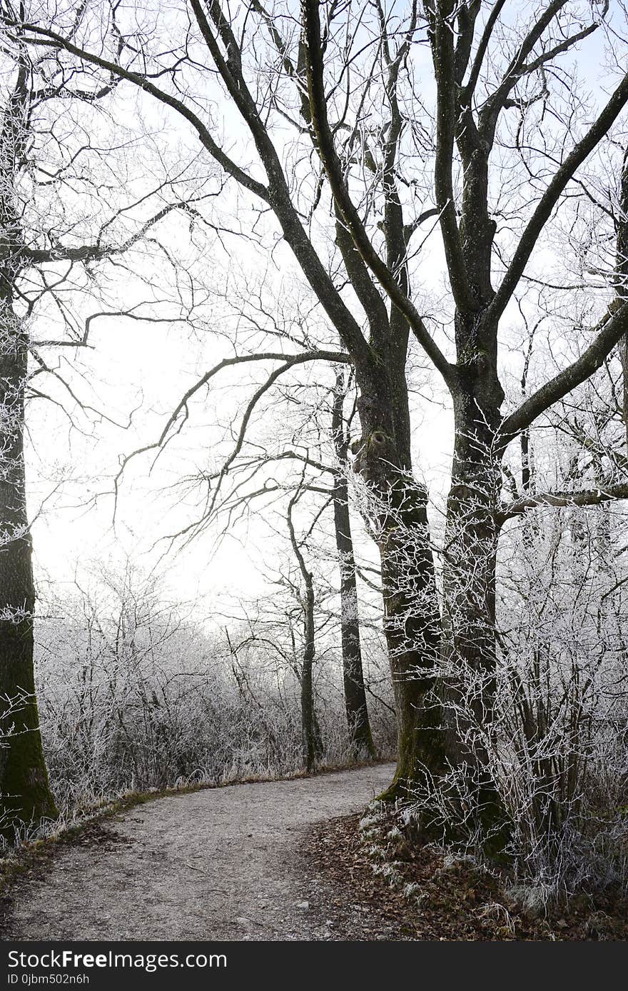 Tree, Winter, Woody Plant, Branch