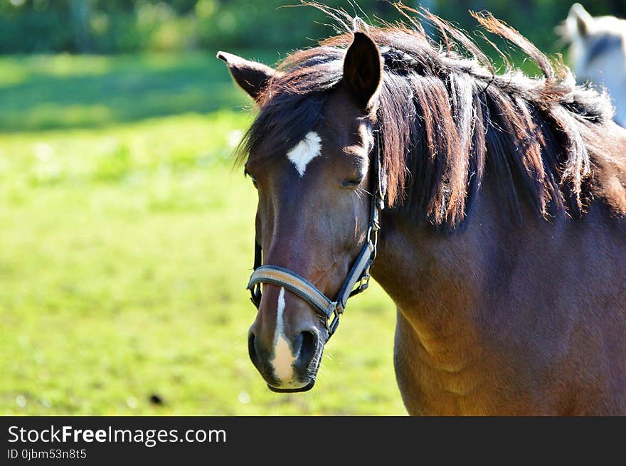 Horse, Bridle, Halter, Mane