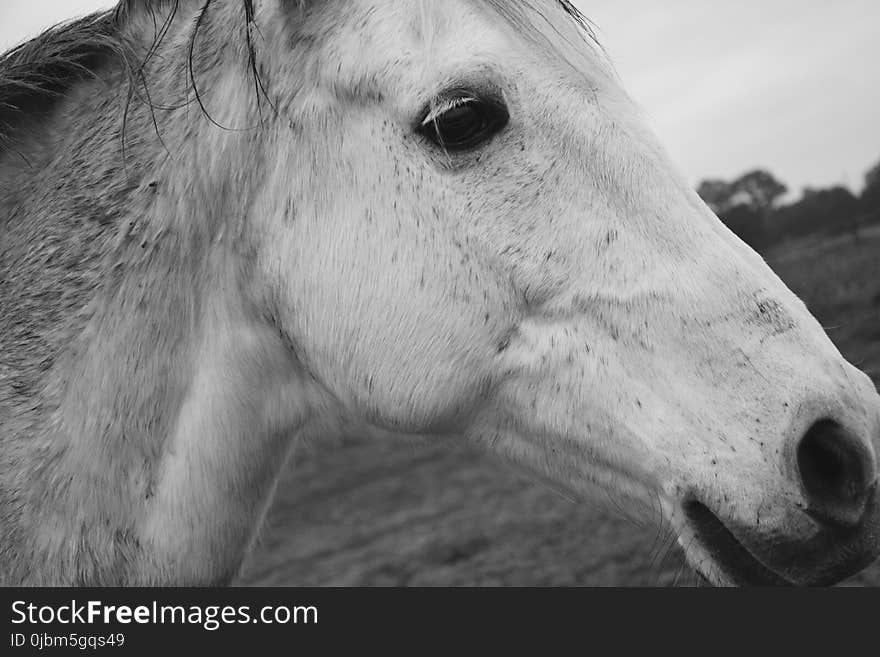 Horse, Black And White, Mane, Fauna