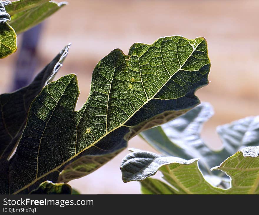 Leaf, Plant, Flora, Close Up