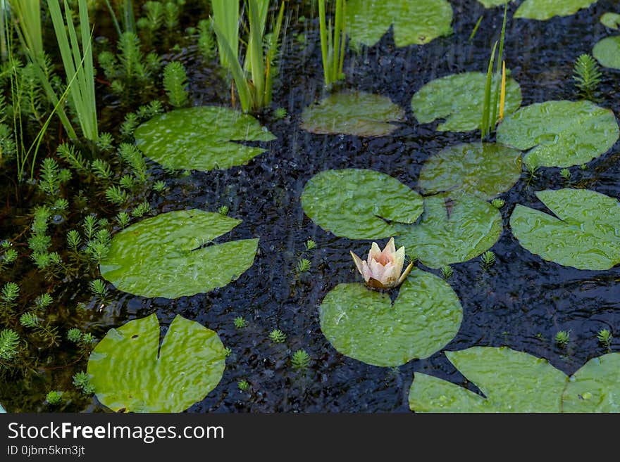 Plant, Leaf, Vegetation, Aquatic Plant