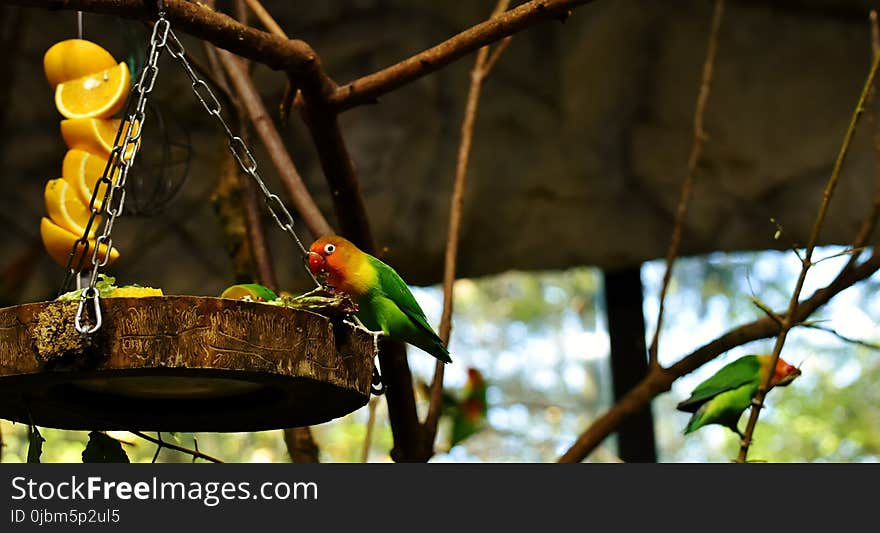 Bird, Fauna, Beak, Parrot