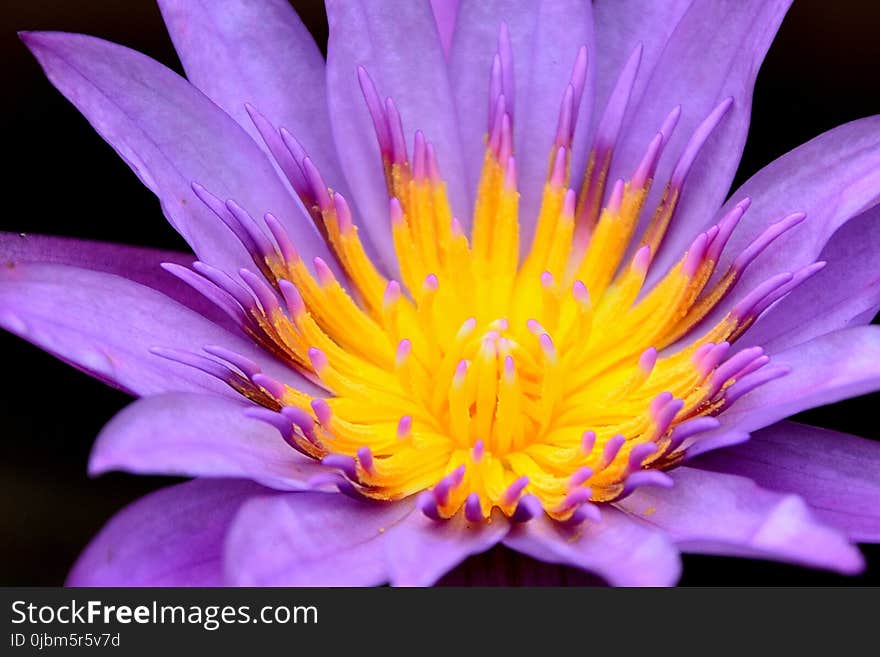 Flower, Flora, Yellow, Purple