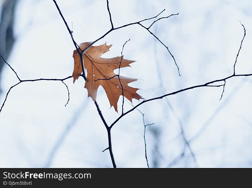 Leaf, Branch, Tree, Twig