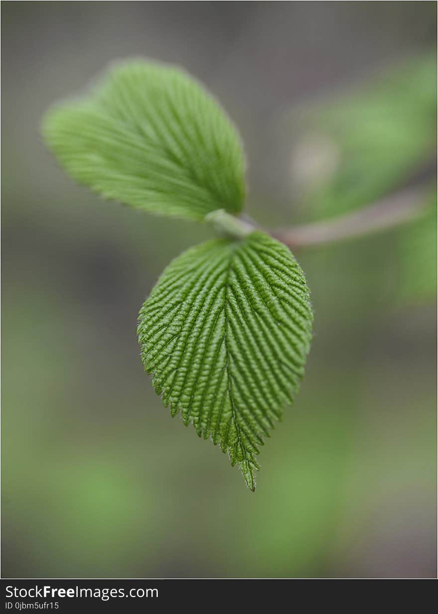 Leaf, Close Up, Macro Photography, Plant