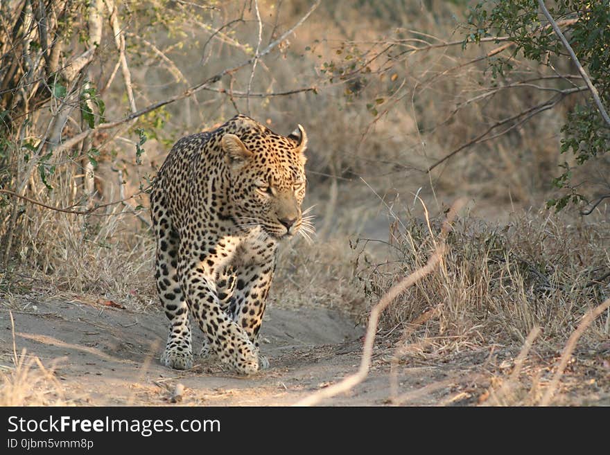 Leopard, Wildlife, Terrestrial Animal, Mammal