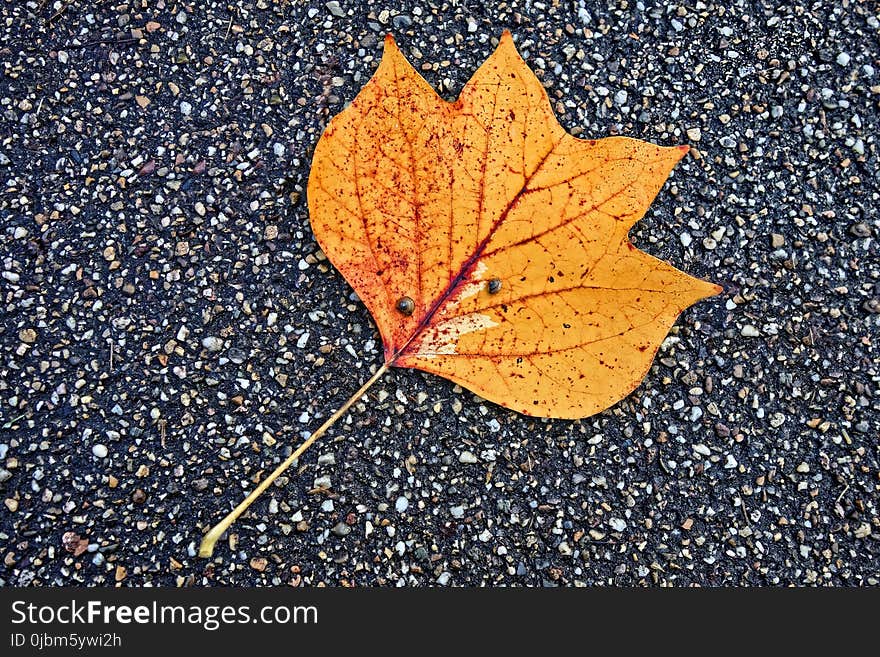 Leaf, Plant, Maple Leaf, Autumn