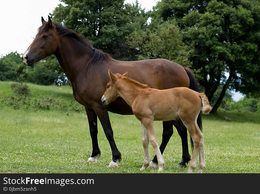 Horse, Mare, Pasture, Horse Like Mammal