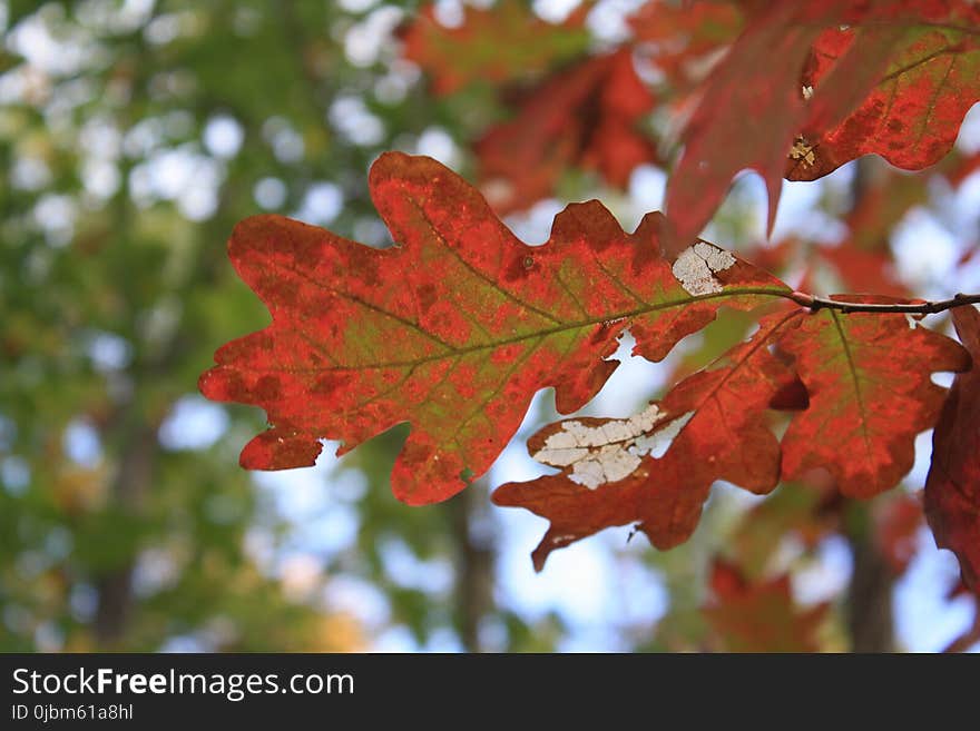 Leaf, Autumn, Maple Leaf, Tree