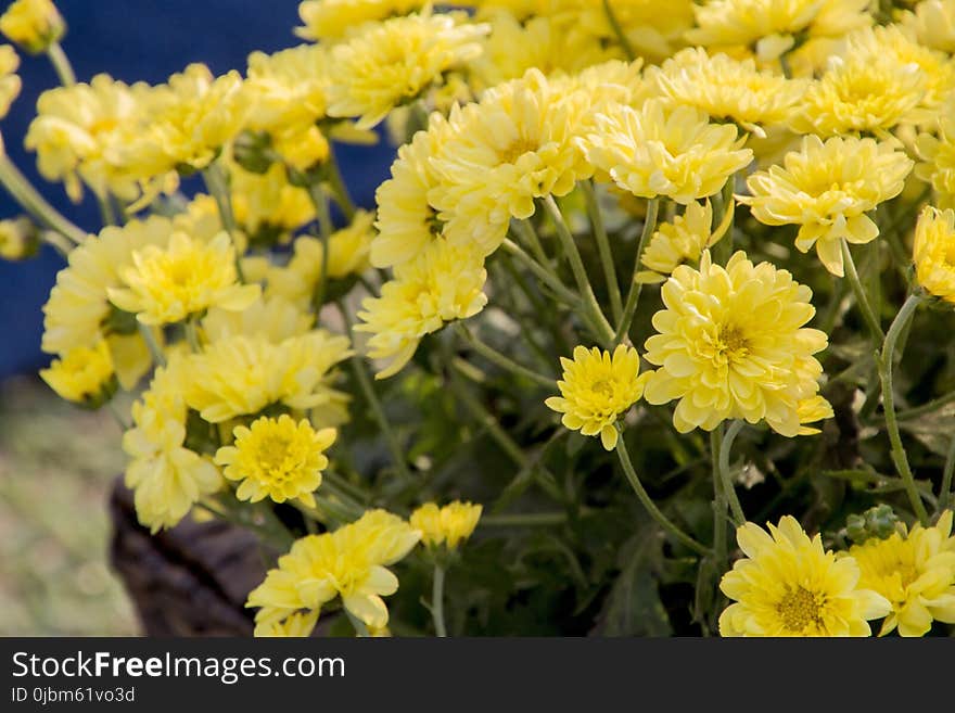 Flower, Yellow, Plant, Flowering Plant