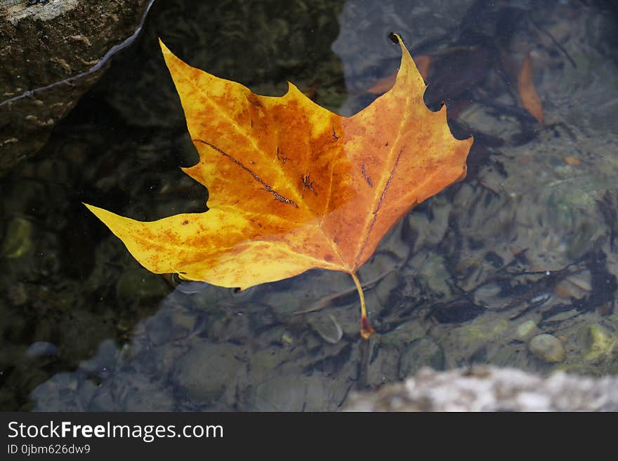 Leaf, Maple Leaf, Autumn, Plant