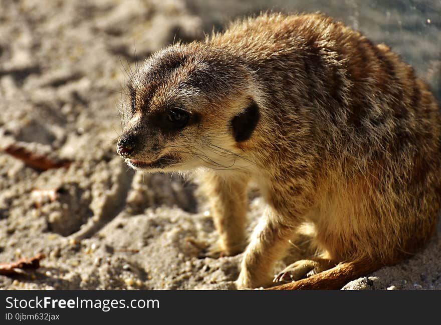 Meerkat, Mammal, Fauna, Viverridae