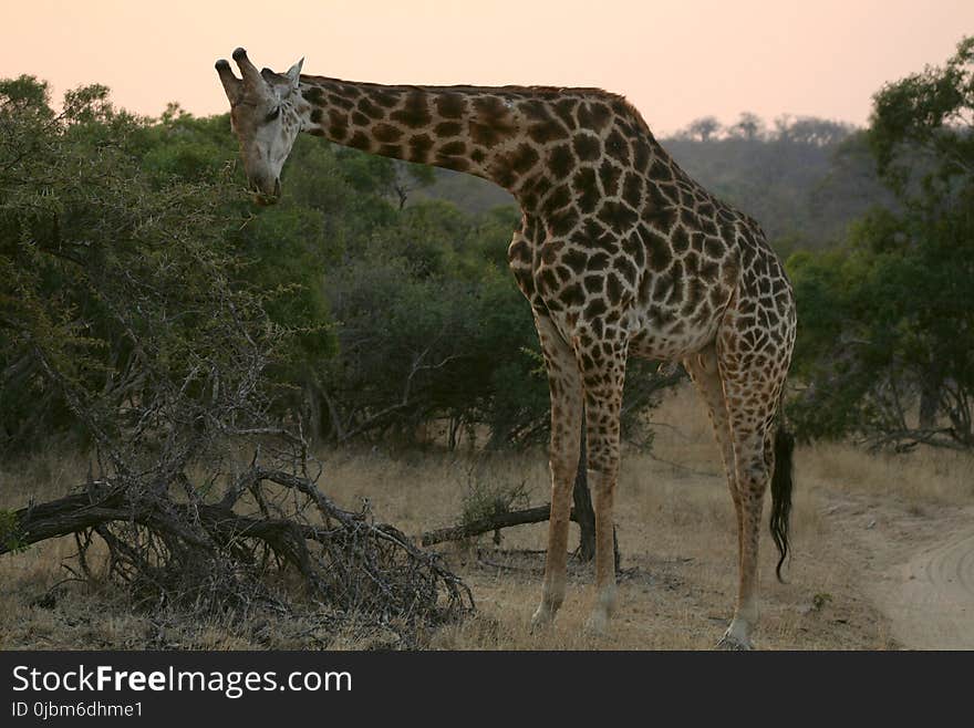 Giraffe, Terrestrial Animal, Wildlife, Fauna