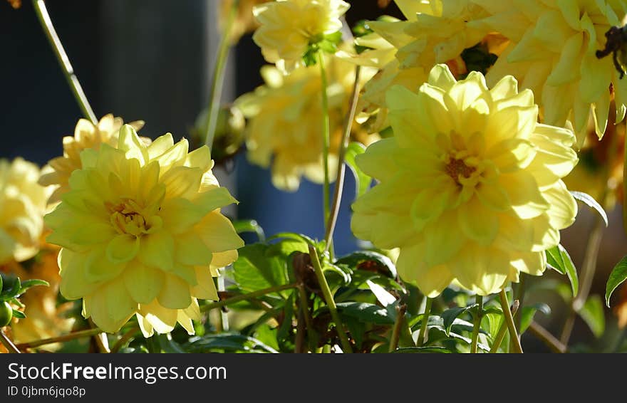 Flower, Yellow, Flowering Plant, Plant