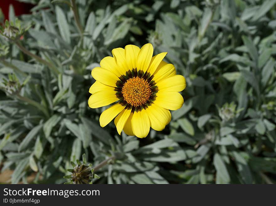 Flower, Yellow, Flora, Plant