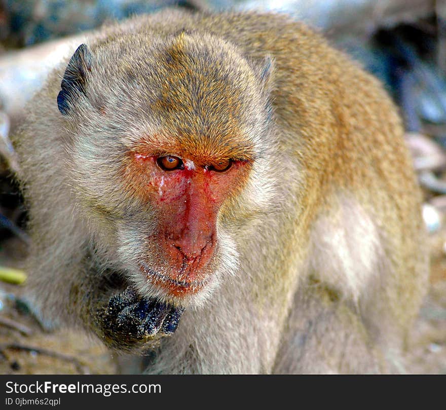 Macaque, Mammal, Fauna, Primate