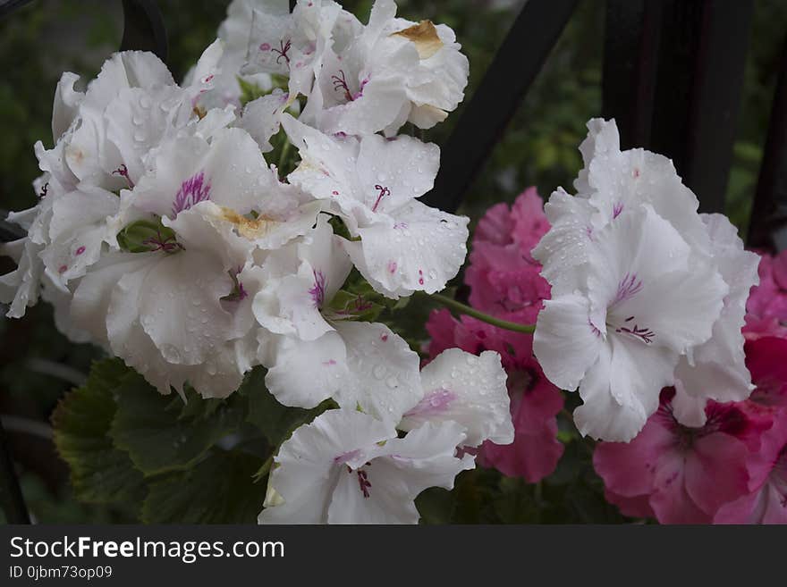 Flower, Plant, Pink, Flowering Plant